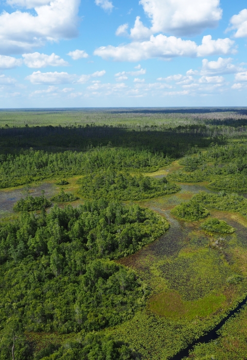 Aerial view of swamp prairie and tree houses with blue sky and clouds in background