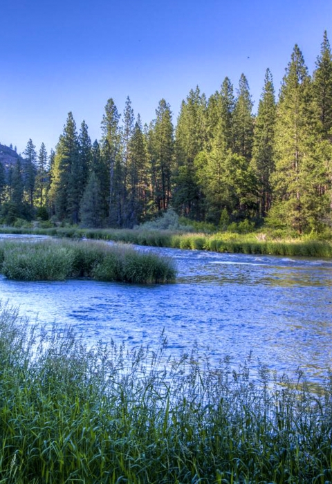 A river flows between mountains and trees. 