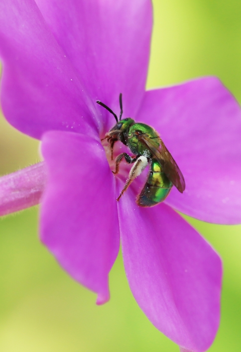 A green sweat bee on bright pink phlox flower