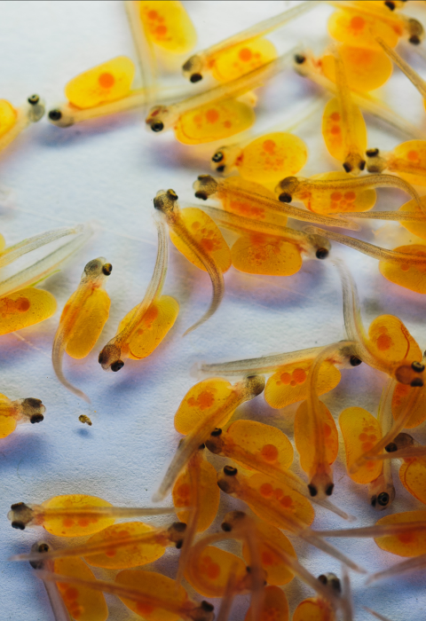 Baby gila fish