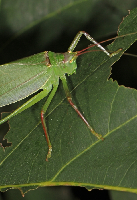Common true katydid on a leaf