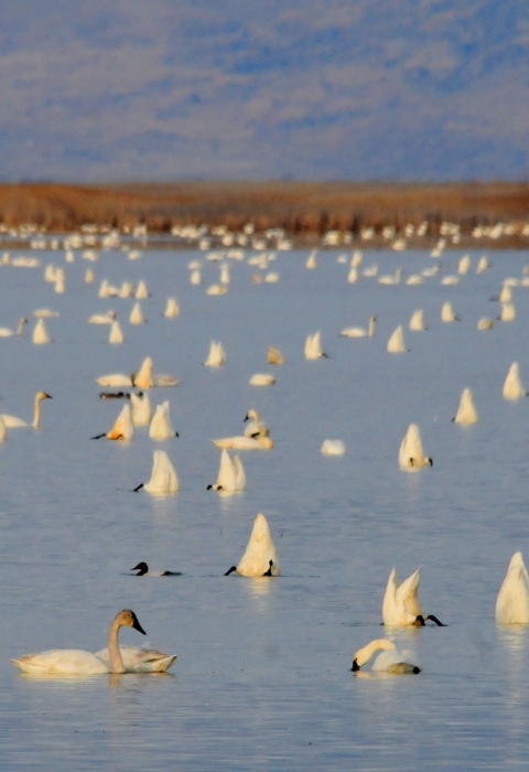 Hundreds of tundra swans float in a wetland.