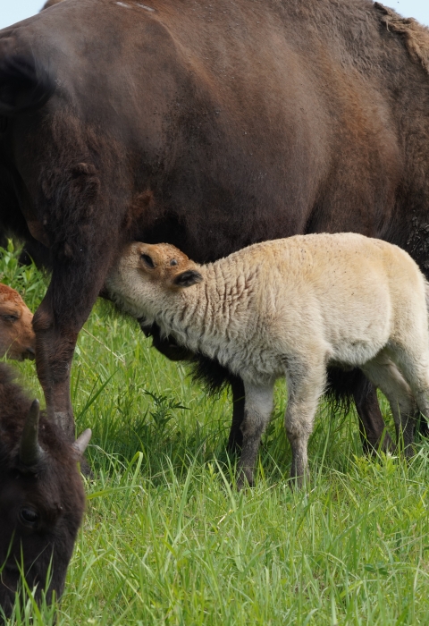 A white bison calf is nursing from its mother cow.