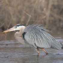 An image of a great blue heron walking in water.