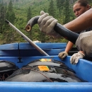 A lamprey is held by two gloved hands above transportation tanks.