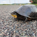 Blanding's turtle crossing a road