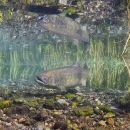 Underwater photo of a salmon and its reflection above it, next to some sedges.