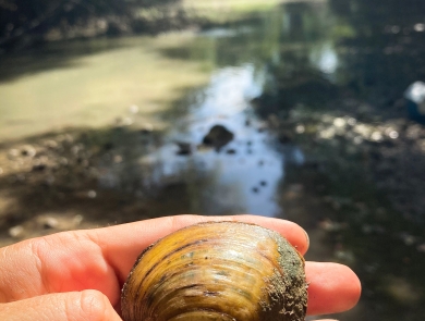 Texas pimpleback mussel held by river