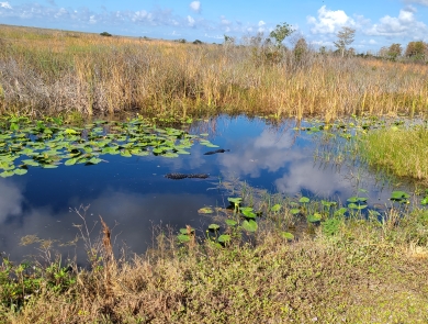 Two alligators swimming in a canal surrounded by green water lilies and sawgrass.