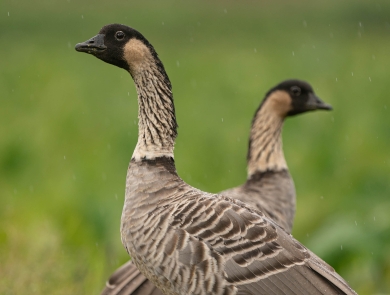 A male and female nēnē stand in the rain looking out in opposite directions. The have black heads, black eyes outlined in white, light brown necks and a dark gray collar. There is an out of focus green background behind them. Water is beading on their backs and heads. 