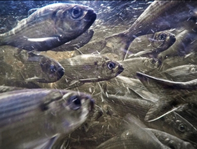 River herring in stream