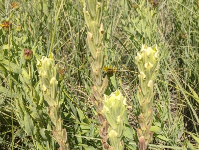 Four yellow to red flower bracts grow in a field among grass and other flowers.