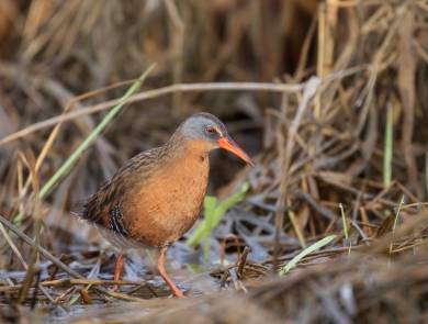 Virginia rail along a wetland