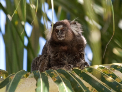 a small brown monkey with a white face and white tufts near their ears