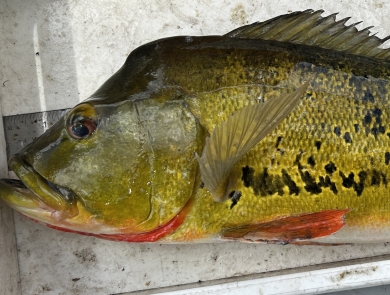 Butterfly Peacock Bass