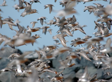 Flock of birds taking off into blue skies 