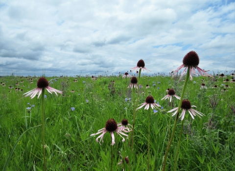 Field of pale purple coneflower, spiderwort and leadplant flowers