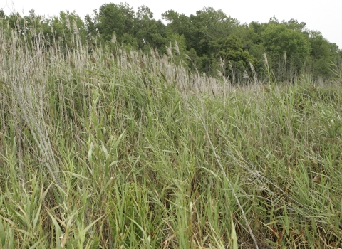 Thicket of uniform reeds