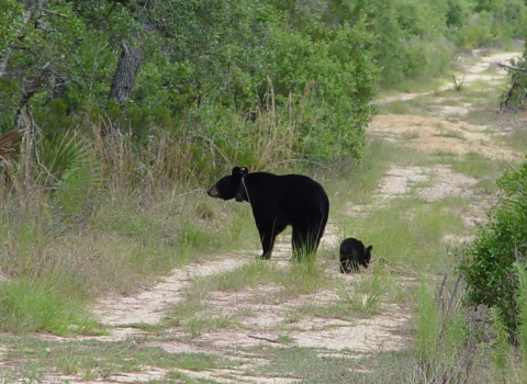 Two black bears, a mother and a small cub walking along a sandy road on the edge of a forest