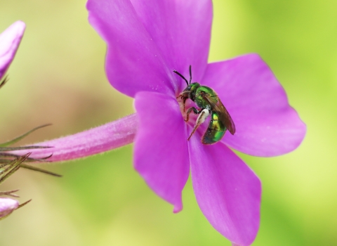 A green sweat bee on bright pink phlox flower