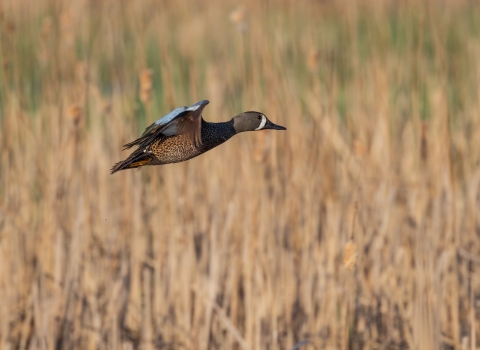 duck flying low over brown wetland plants