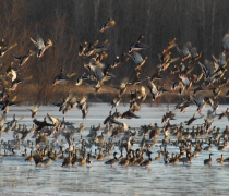 Waterfowl at Cross Creeks National Wildlife Refuge