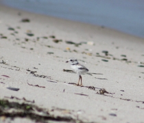 Piping plover chick walks up the beach slope from the water. 