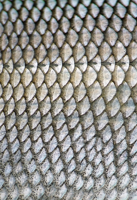sheefish scales