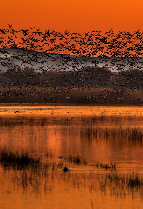 Large numbers of snow geese fly out at sunrise into an orange sky reflected in the water below at Bosque del Apache National Wildlife Refuge in New Mexico.