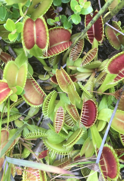 Top view of many Venus flytrap plants close to the ground. The leaves show a red inner-side and light green outside.