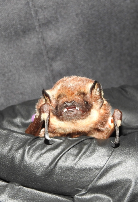 An ʻōpeʻapeʻa is being held by a black latex glove. 