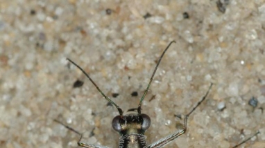 A Puritan tiger beetle resting beach sand
