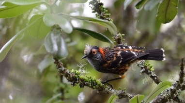 ʻĀkohekohe sits on a branch. It is black with orange stripes and a white tuft on its head. 