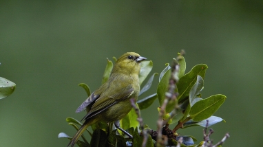 ʻAkekeʻe sits on a branch. It has greenish-yellow feathers with black tipped wings.