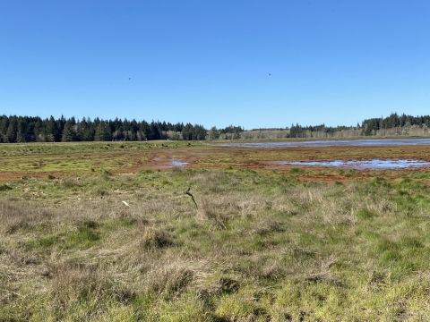 A green vegetated wetland with distant evergreen trees.