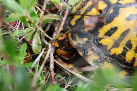 Eastern box turtle