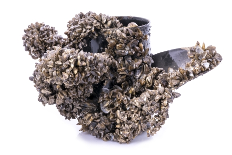 A propeller is covered in tiny mussel shells.