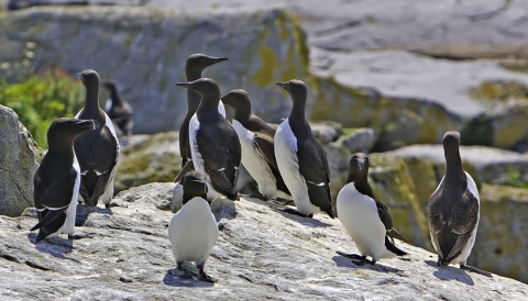 Razorbills and Common Murres