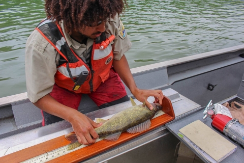 Staff measuring a walleye
