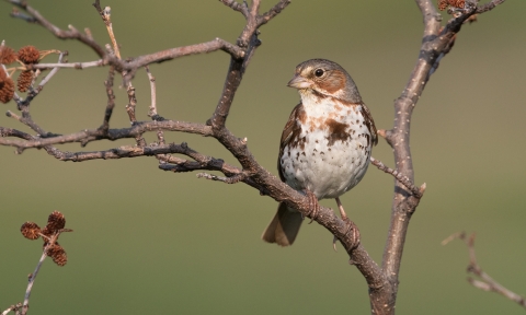 bird with gray head, white and brown breast sits on a tree branch