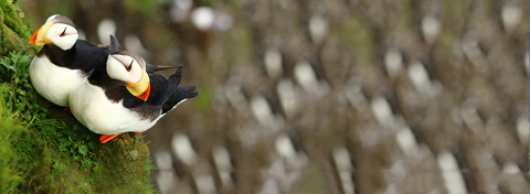 A pair of Horned Puffins with brightly colored yellow and red bills perches on a cliff near their nest. The cliff in the background is blurred.