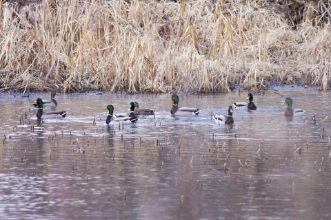 Mallards swimming in wetland