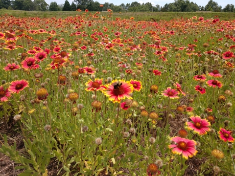 Wildflowers in a pond not used for fish production.