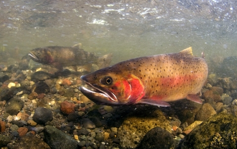 Yellowstone cutthroat trout