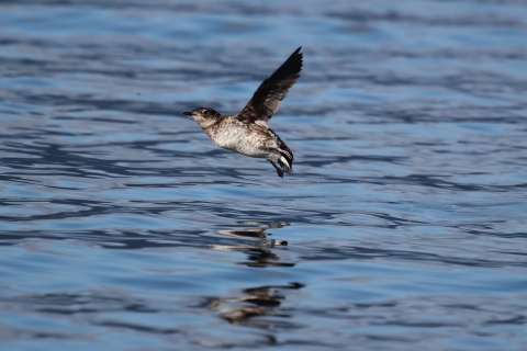 marbled murrelet in flight