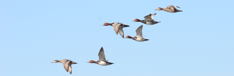 Redhead ducks in flight four male two females 