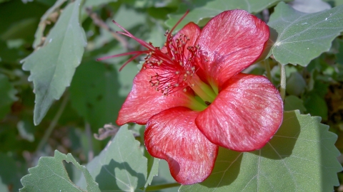 Koʻoola ʻula, a pink flower sits amongst green leaves