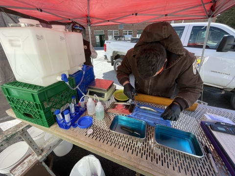 Smolt telemetry 2021