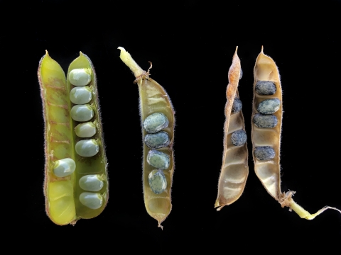 Seed pods open with the seeds on display showing ripeness for collection