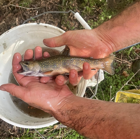 Adult Brook trout in biologist's hands, help over a bucket with water. Captured during restoration on Otter Brook, Maine